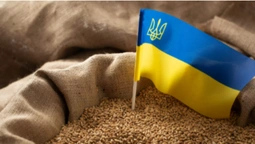 Чому Європа боїться українського зерна (відео)
