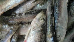 У волинського бізнесмена вилучили 46 тонн морепродуктів (фото)
