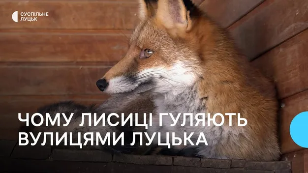 Дикі лисиці у центрі Луцька: чи є небезпека для містян (фото, відео)
