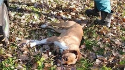 Петля на шиї та зв'язана морда: у луцькому парку знайшли мертвого пса (фото 18+)