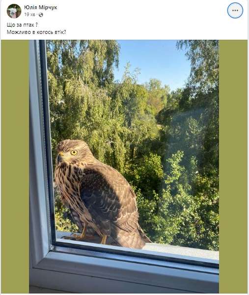 Хижий птах зазирнув у вікно лучанки (фото)
