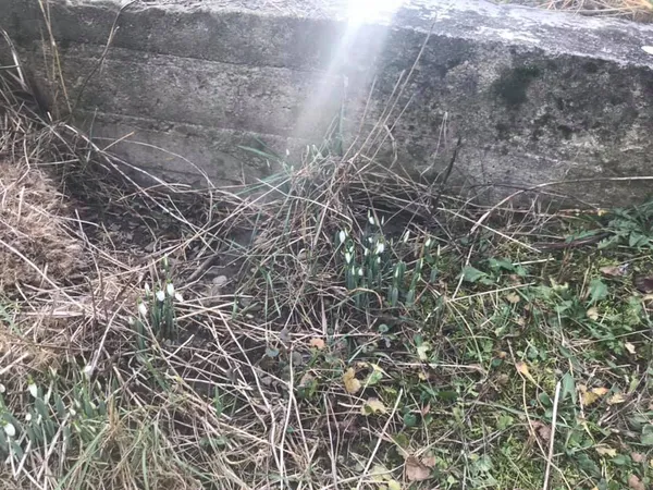 На Закарпатті розцвіли підсніжники (фото)