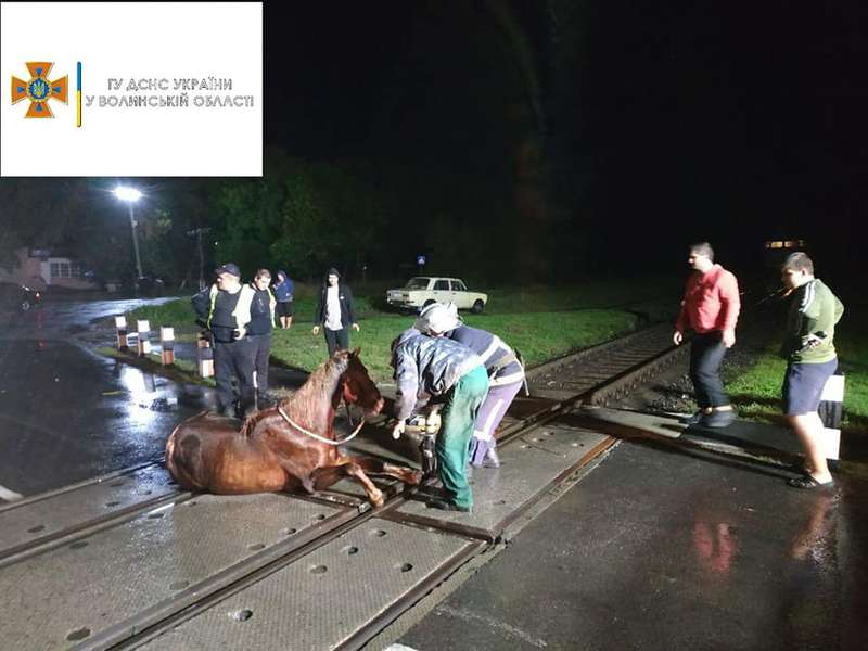 У Рожищі кінь потрапив у залізничний «капкан» (фото, відео)