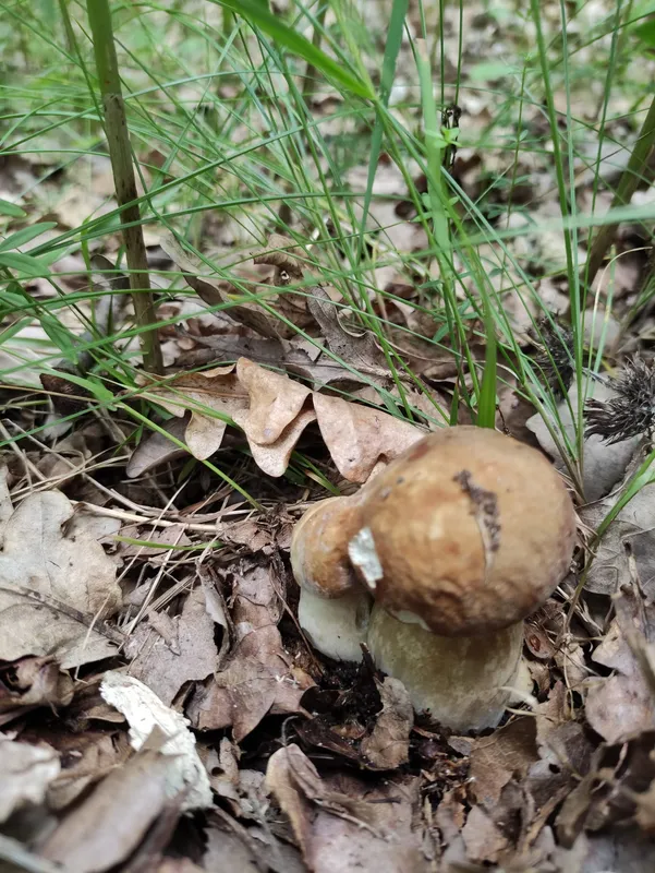 Симпатичні малючки: у ківерцівських лісах збирають білі гриби і лисички (фото)