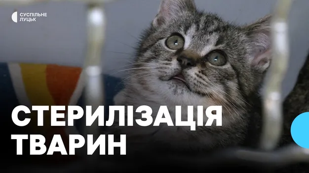 Як у Луцьку стерилізують і вакцинують тварин (відео)