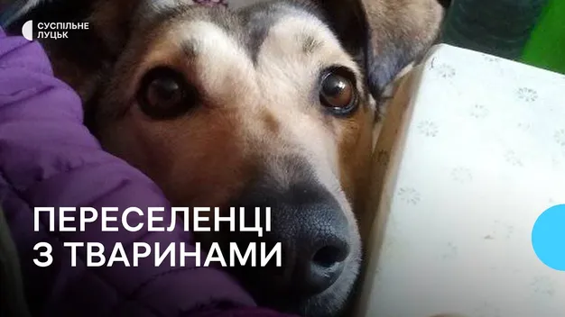 Пошук житла для сімей з тваринами: як у Луцьку облаштувалися переселенці (фото, відео)