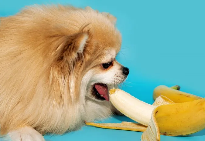 Чи можна собакам їсти банани: ветеринари попередили про наслідки