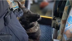 В «Устилузі» службовий собака «винюхав» в автобусі наркотики (фото)