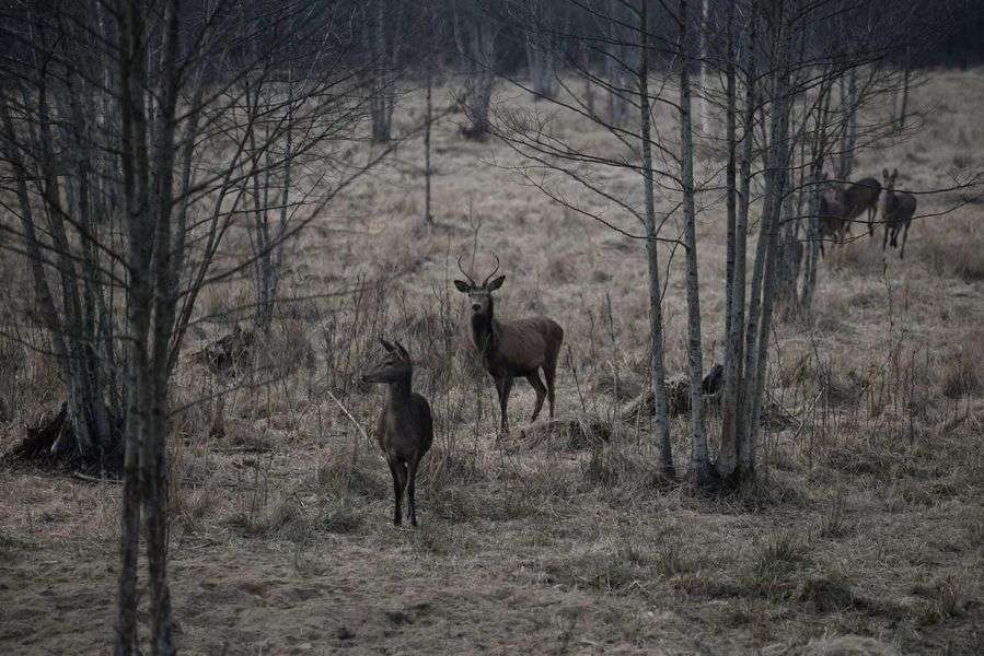 Хижаків стало більше: у волинських лісах рахують диких тварин (фото)