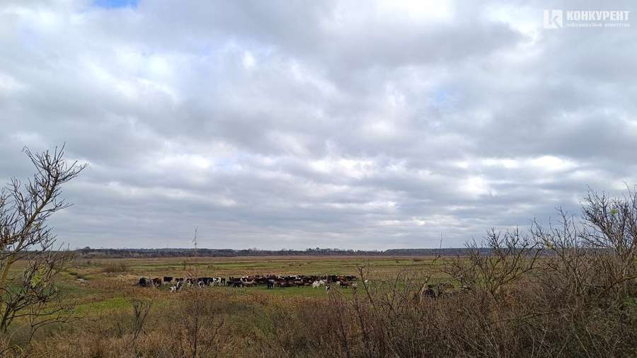 Вівці з Донеччини помирають на Волині: чому отара опинилася зимувати просто неба (фото)