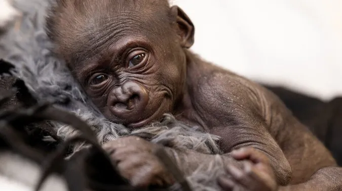 У США горила, яка народила за допомогою кесаревого розтину, відмовилася від дитини