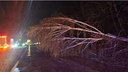 У Луцькому районі вночі дерево впало на дорогу (фото)