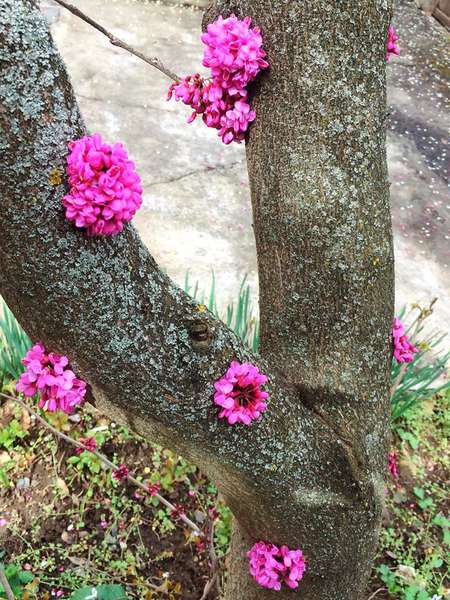 В Ужгороді зацвіли стовбури дерев (фото)