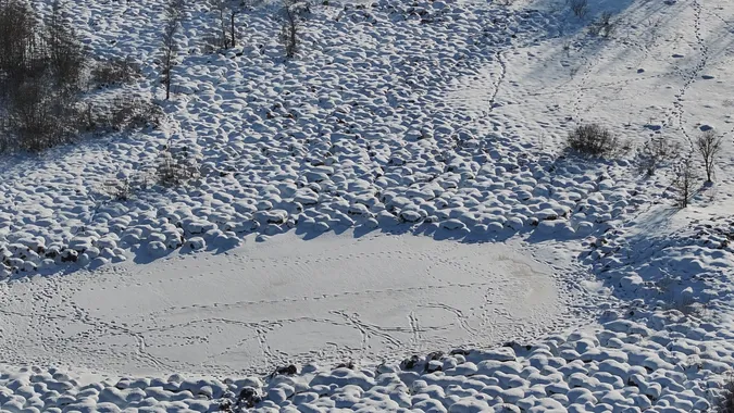 В нацпарку на Волині «наслідили» дикі тварини: кого там побачили (фото)
