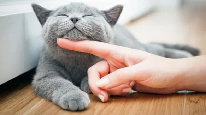 На Кіпрі котячий вірус вирішили лікувати пігулками від коронавірусу