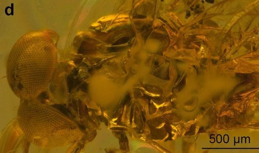 Застрягли в бурштині. Вчені відкрили новий вид комах, які жили понад 35 млн років тому (фото)