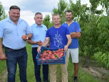 На Волині збирають урожай персиків