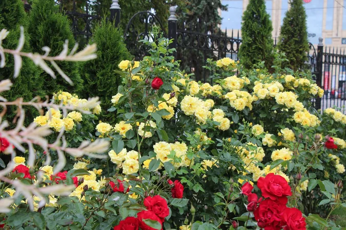Казковий розарій розквітнув у луцькому соборі (фото)