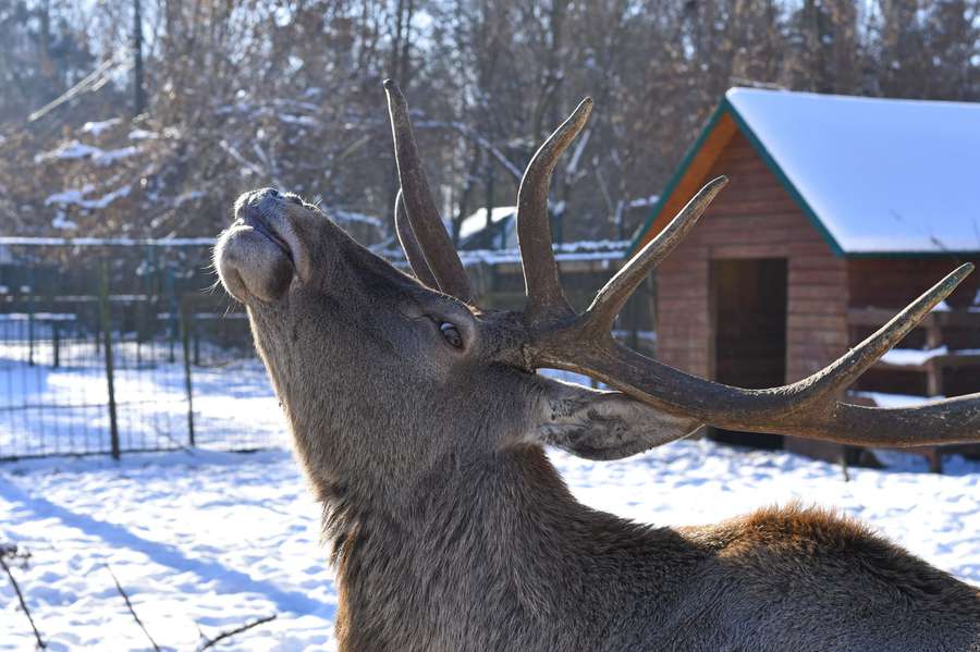 Сніг і сонце: мешканці Луцького зоопарку радіють погоді (фото)