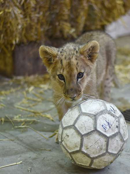 Луцькому зоопарку подарували левицю Лану (фото)
