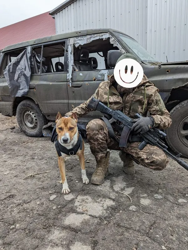 Боєць з 14-ї ОМБр шукає родину для собаки, яку врятували на Харківщині