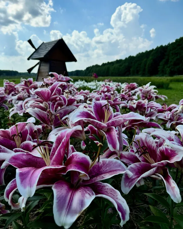 У «Волинській Голландії» стартував сезон цвітіння лілій (фото)