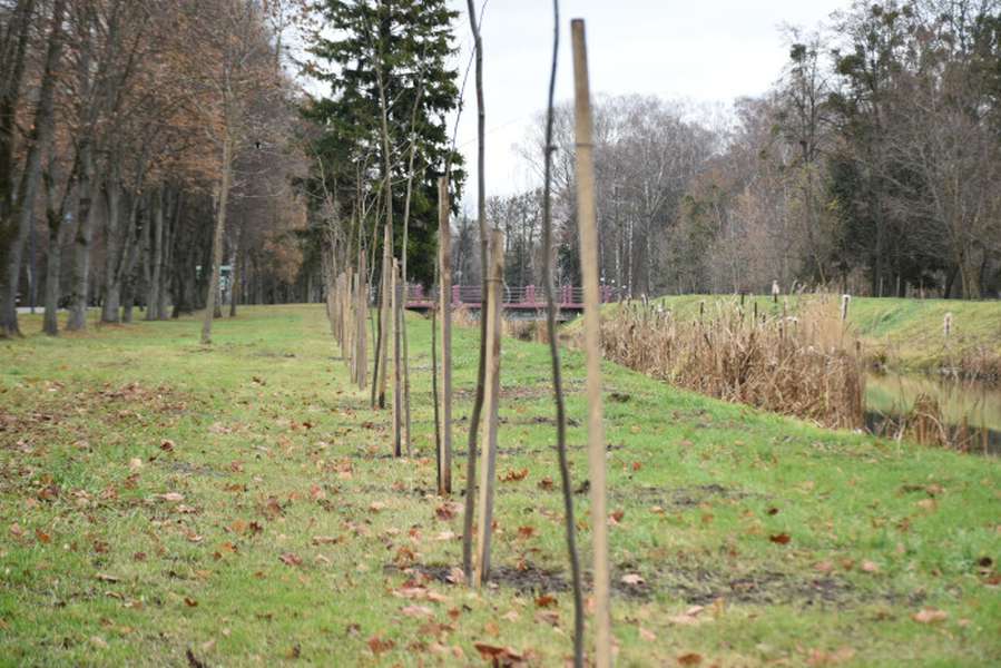 В центральному парку Луцька посадили 85 кленів та лип (фото)