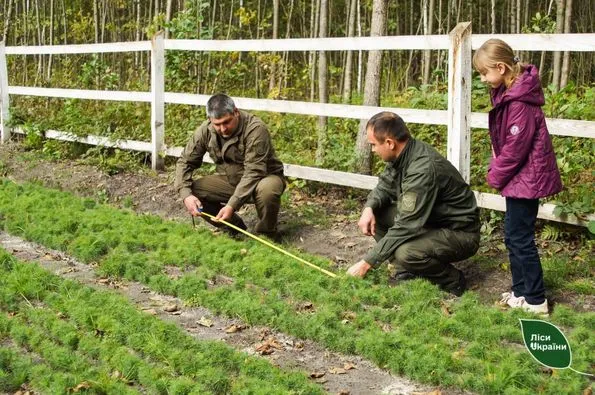 Лісництво на Волині стало кращим в Україні (фото)