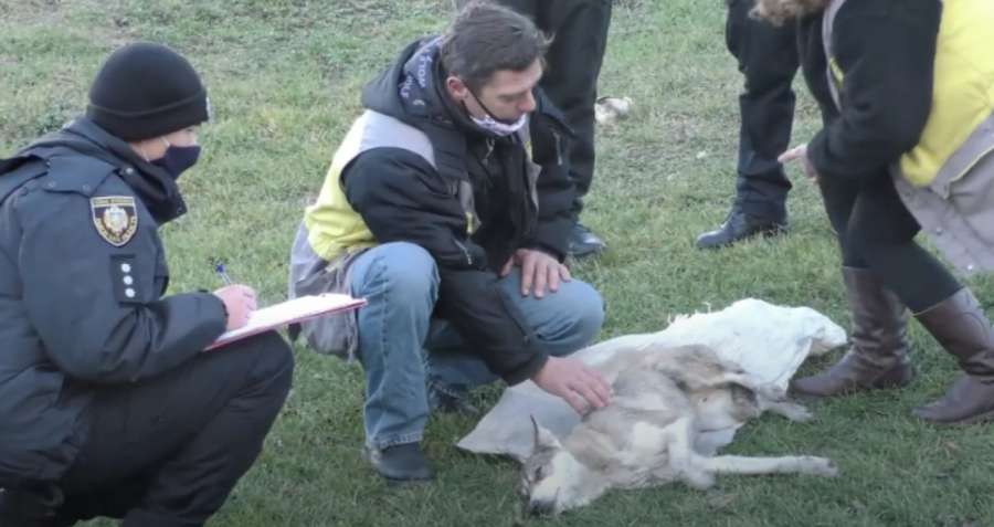 Запхали в мішок і били трубою: на Львівщині підлітки знущалися з собаки (фото, відео)