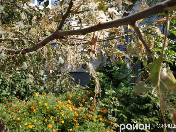 У Рожищі – нашестя гусені  (фото)