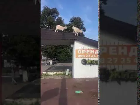 У місті на Волині дахами бігають кози (відео)
