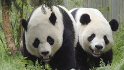 «Панда-дипломатія»: зоопарк у Вашингтоні отримає двох нових ведмедів з Китаю (відео)