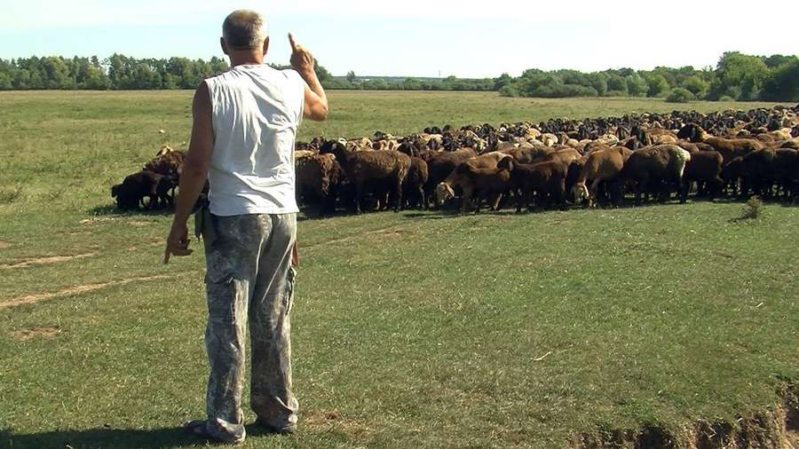 Вівчар пригнав з Донеччини на Волинь 400 овець (фото, відео)