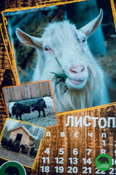 «Луцький зоопарк» видав «мімішний» календар на 2019 рік (фото)