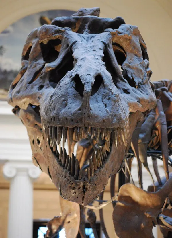 Вчені з’ясували, скільки насправді було видів тиранозаврів