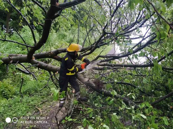 Негода: у Нововолинську дерево впало на дорогу (фото)
