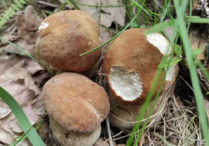 Симпатичні малючки: у ківерцівських лісах збирають білі гриби і лисички (фото)