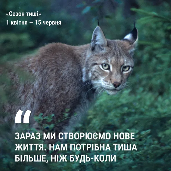У лісах Волині заборонили кричати