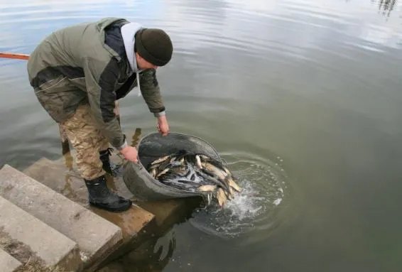 У волинські водойми запустили 11 тонн риби