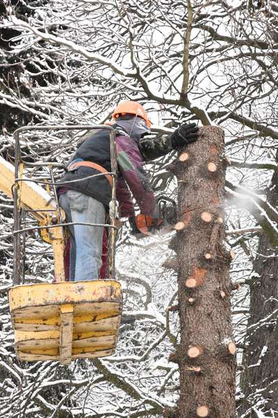 Через шкідників: у Луцьку на меморіалі спиляють 22 дерева (фото)