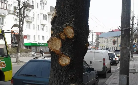 Луцькі депутати заборонили «варварську інквізицію» дерев