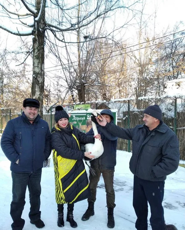 На Волині невідомі стріляли у лебедя (фото)