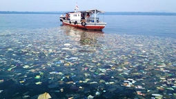 Як бульбашки можуть захистити океан від сміття  (відео)