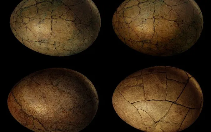 В Індії знайшли гніздо з 256 скам'янілими яйцями динозаврів