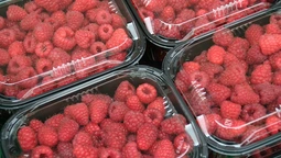 Чи потребує волинський бізнес на ягодах і овочах партнерів у Польщі 