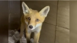 На Волині врятували лисеня, яке продавали для притравки мисливських собак (відео)