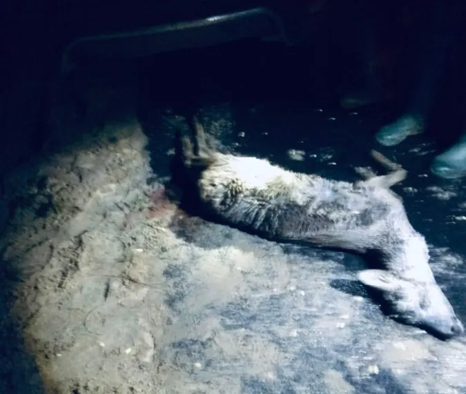 У Шацькому нацпарку застрелили козулю: ймовірні браконьєри назвалися членами громадського патруля (фото)