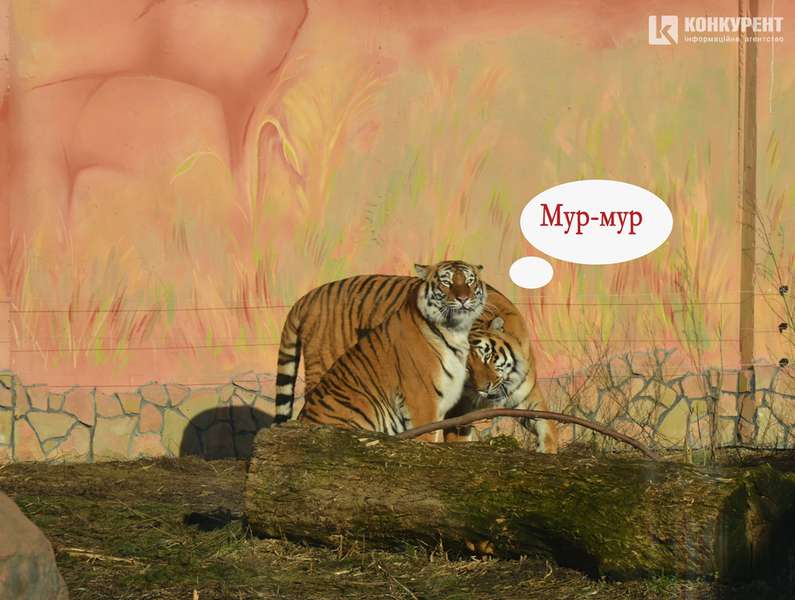 Одна хвилина в житті луцьких тигрів (КОМІКС)