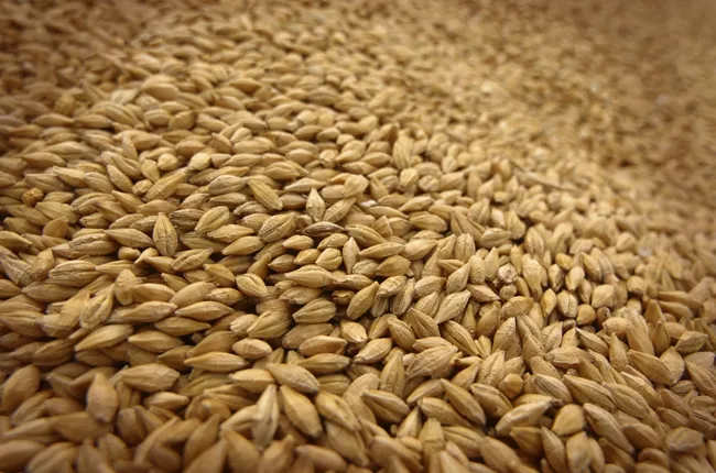 Скільки коштуватиме волинське зерно