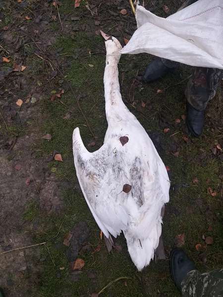В Хрінниках на ставку браконьєри застрелили лебедя (фото)